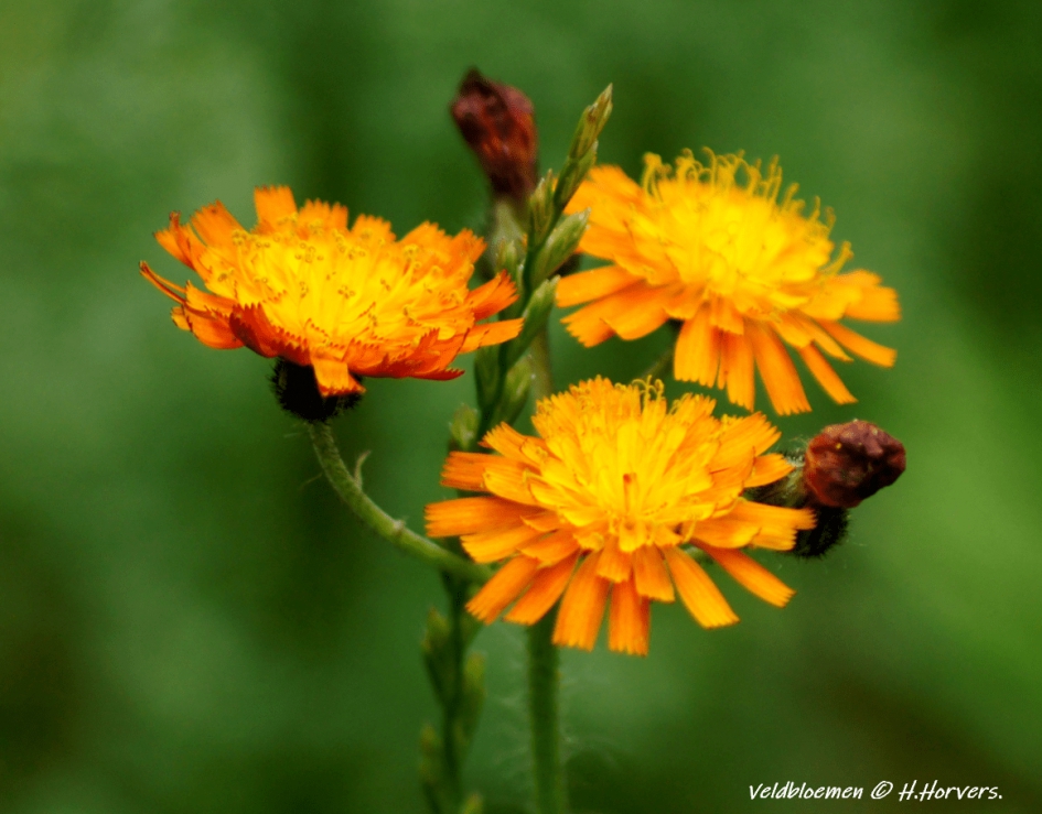 Veldbloemen - Planten - Veldbloemen