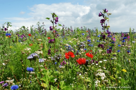 Veldbloemen.