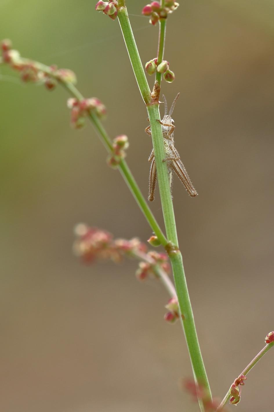 veldsprinkhaan -nimf- - Geleedpotigen - veldsprinkhaan