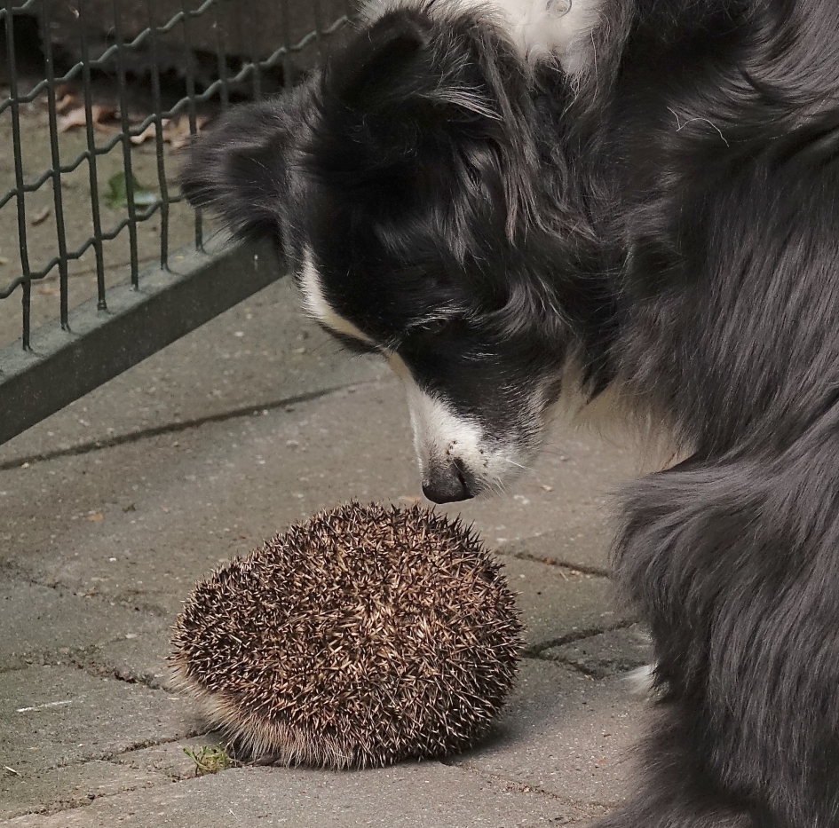 Verrassende ontmoeting - Zoogdieren - Egel