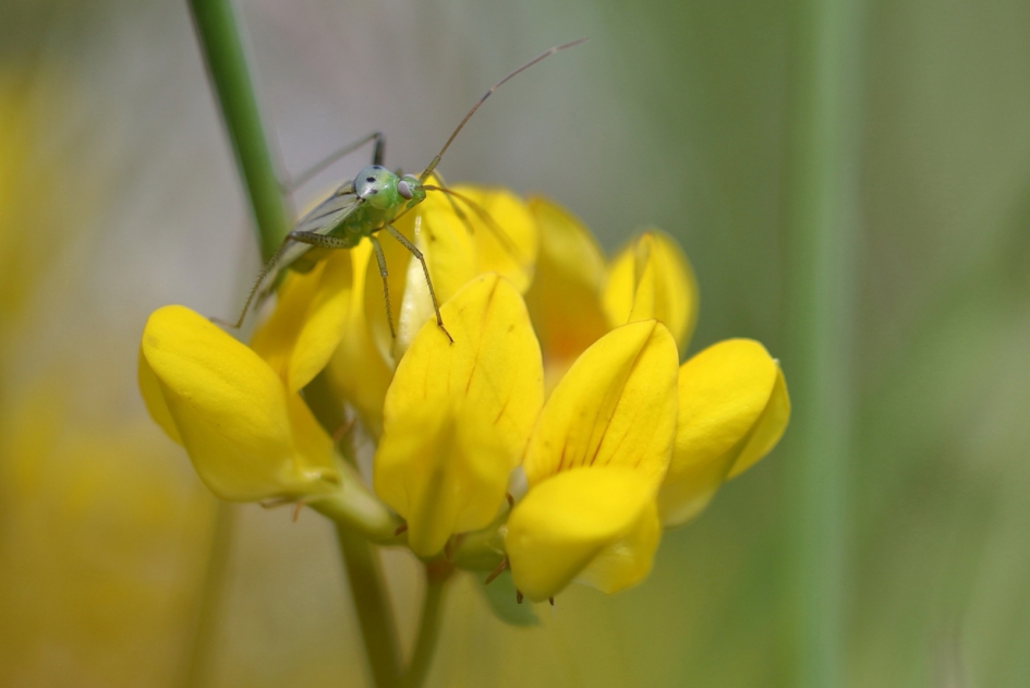 vierpuntsierblindwants - Geleedpotigen - vierpuntsierblindwants