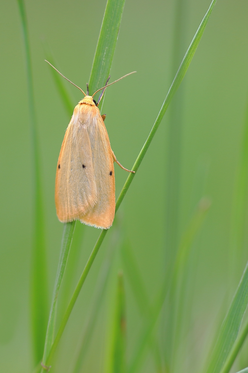 vierstipbeertje - Geleedpotigen - vierstipbeertje