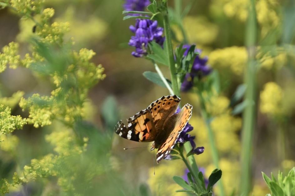 Distelvlinder op de lucerne klaver - Geleedpotigen - 