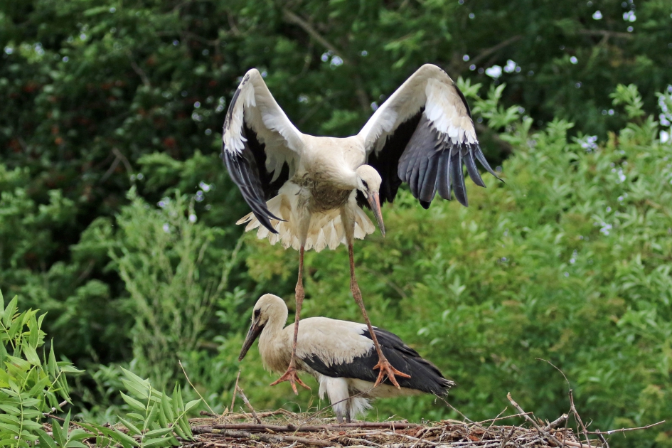 Voetjes van de vloer - Vogels - Ooievaars