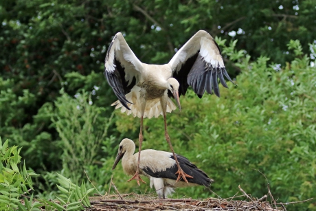 Voetjes van de vloer