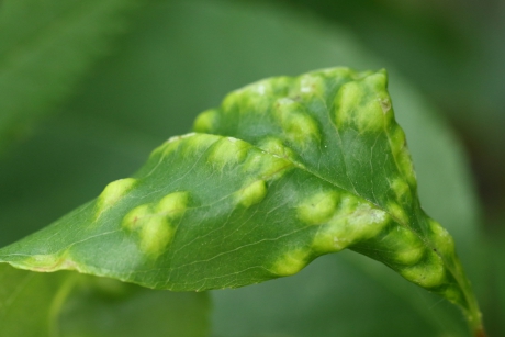 vogelkersbladblaasje