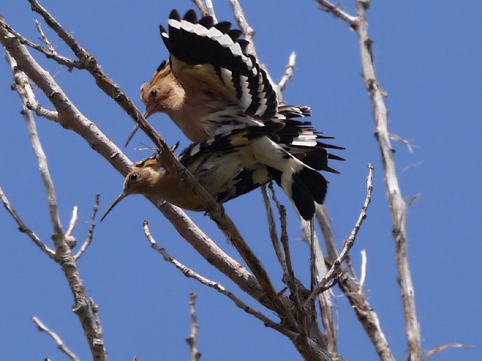 vonden elkaar erg leuk. - Vogels - Hop