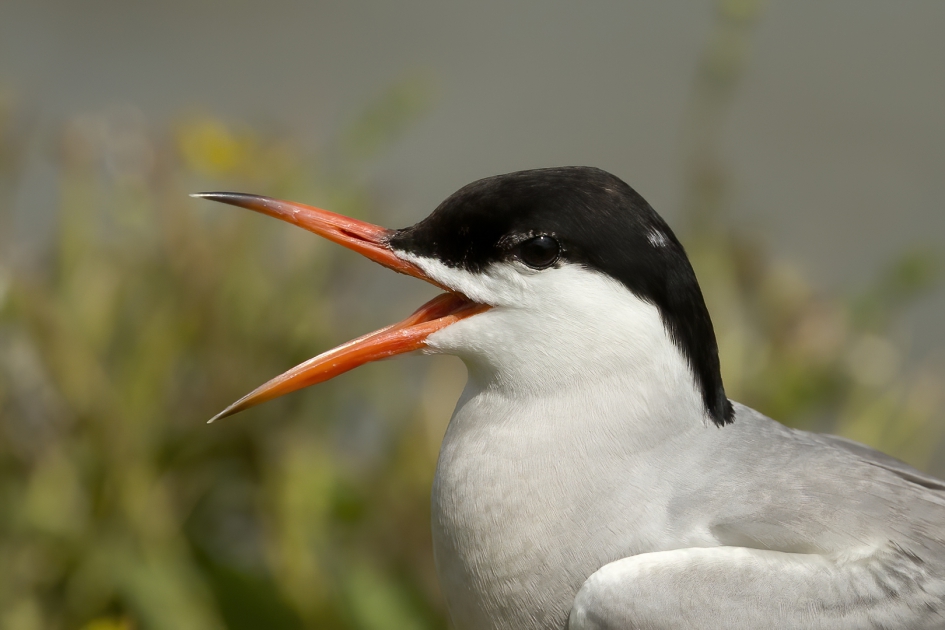 Vrolijke Visdief - Vogels - Visdief