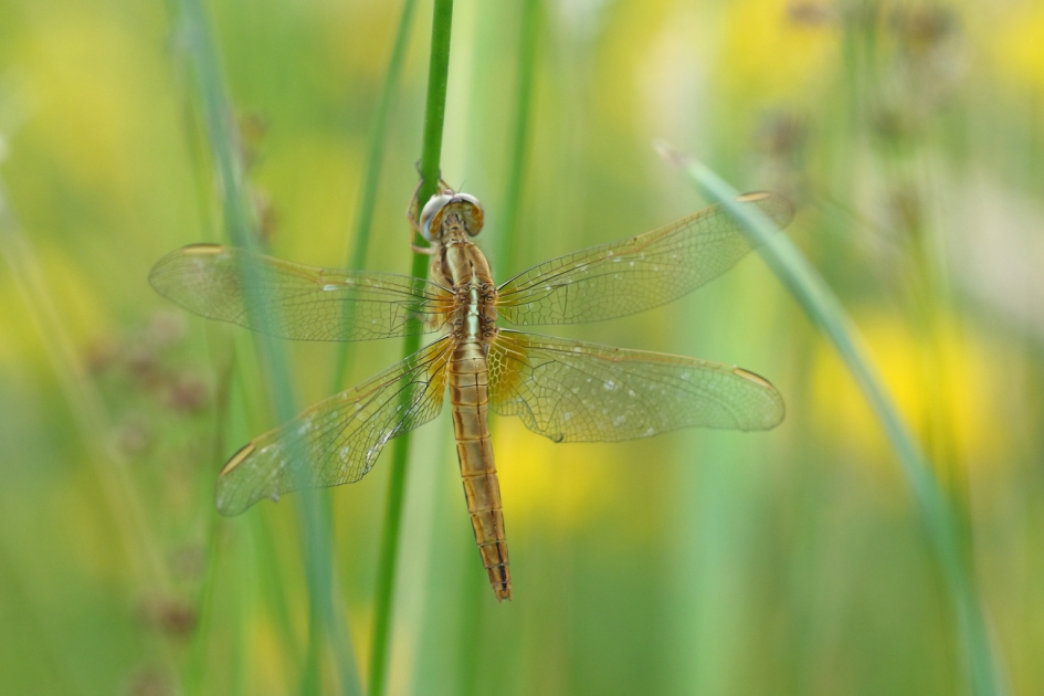 vuurlibel -v- - Geleedpotigen - vuurlibel