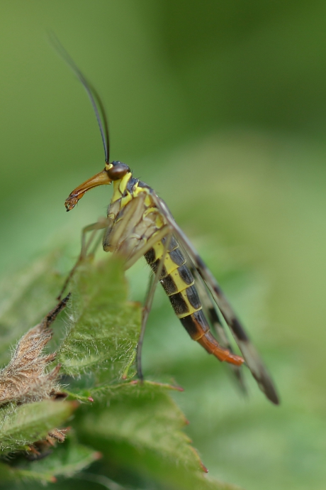 weideschorpienvlieg -v-