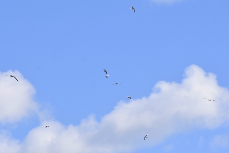 Wel 9 meeuwen in de lucht....