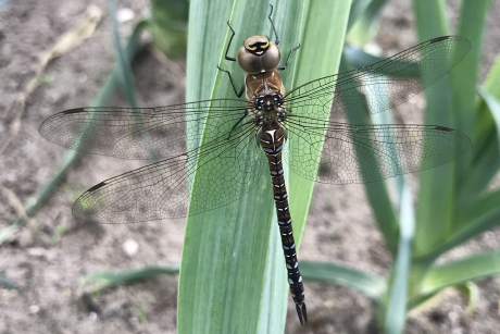 Welke Libelle is dit