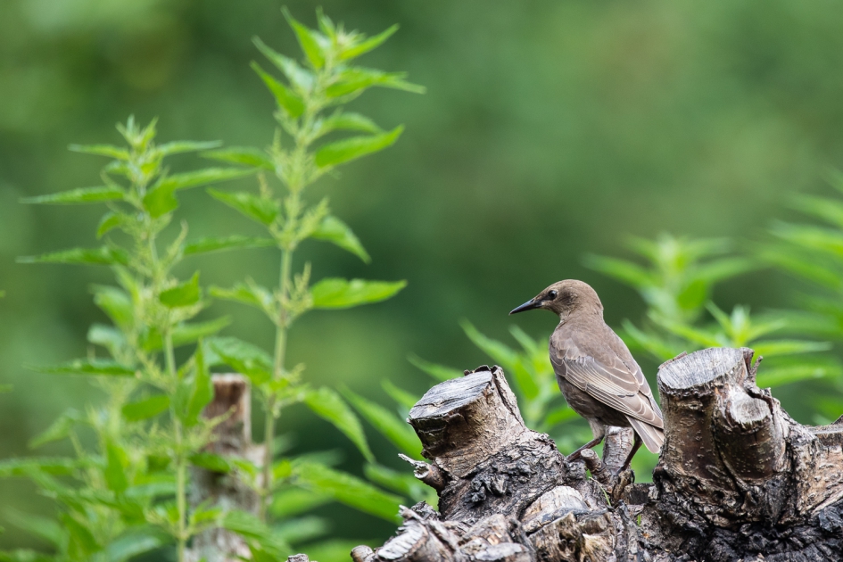Welke soort is dit? - Vogels - 