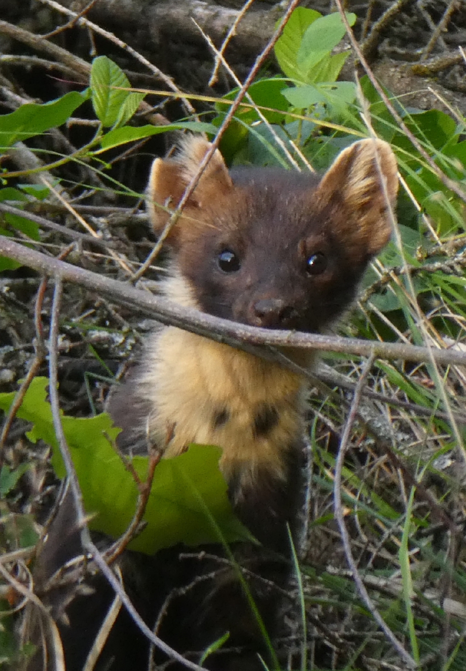 Wie ziet nu wie - Zoogdieren - Boommarter