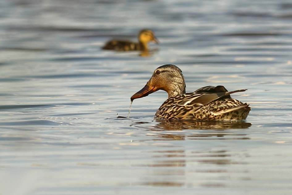 wilde eend - Vogels - wilde eend