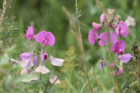 Wilde lathyrus