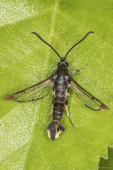 Wilgenwespvlinder  (Synanthedon formicaeformis)