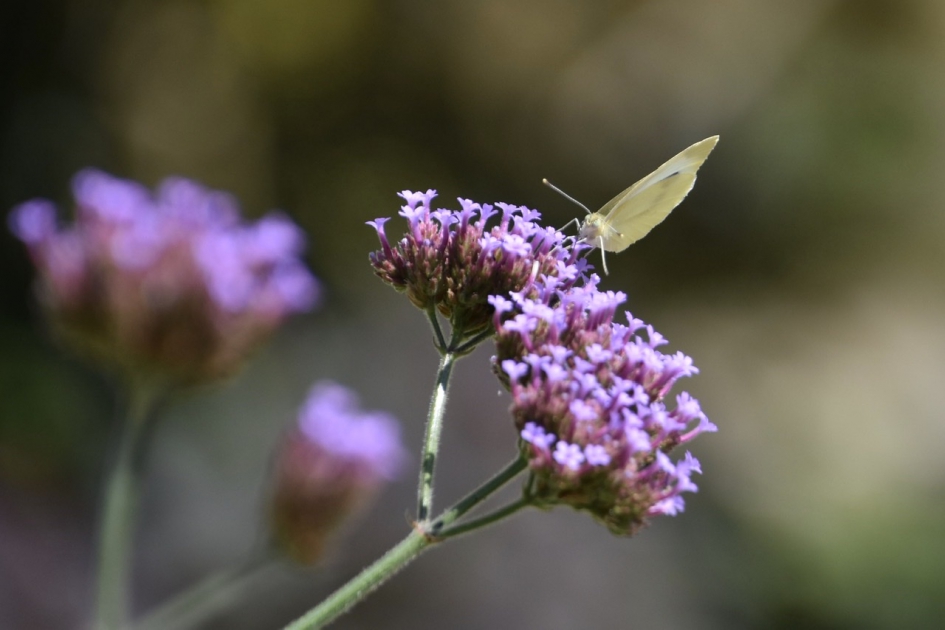 Witje - Geleedpotigen - 