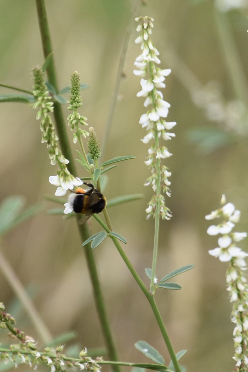 Witte honingklaver - Planten - 