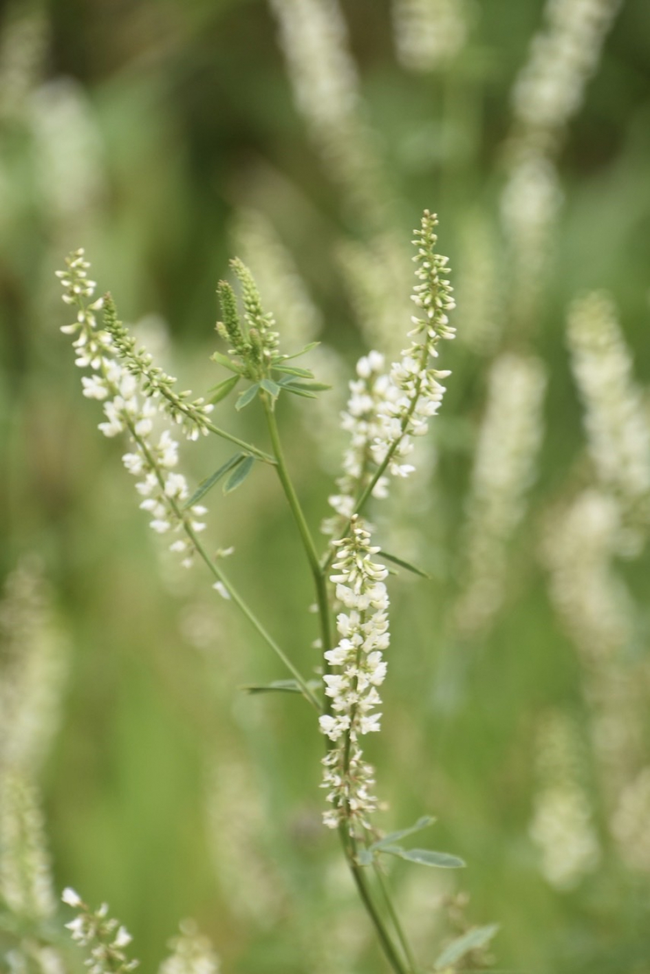 Witte honingklaver - Planten - 