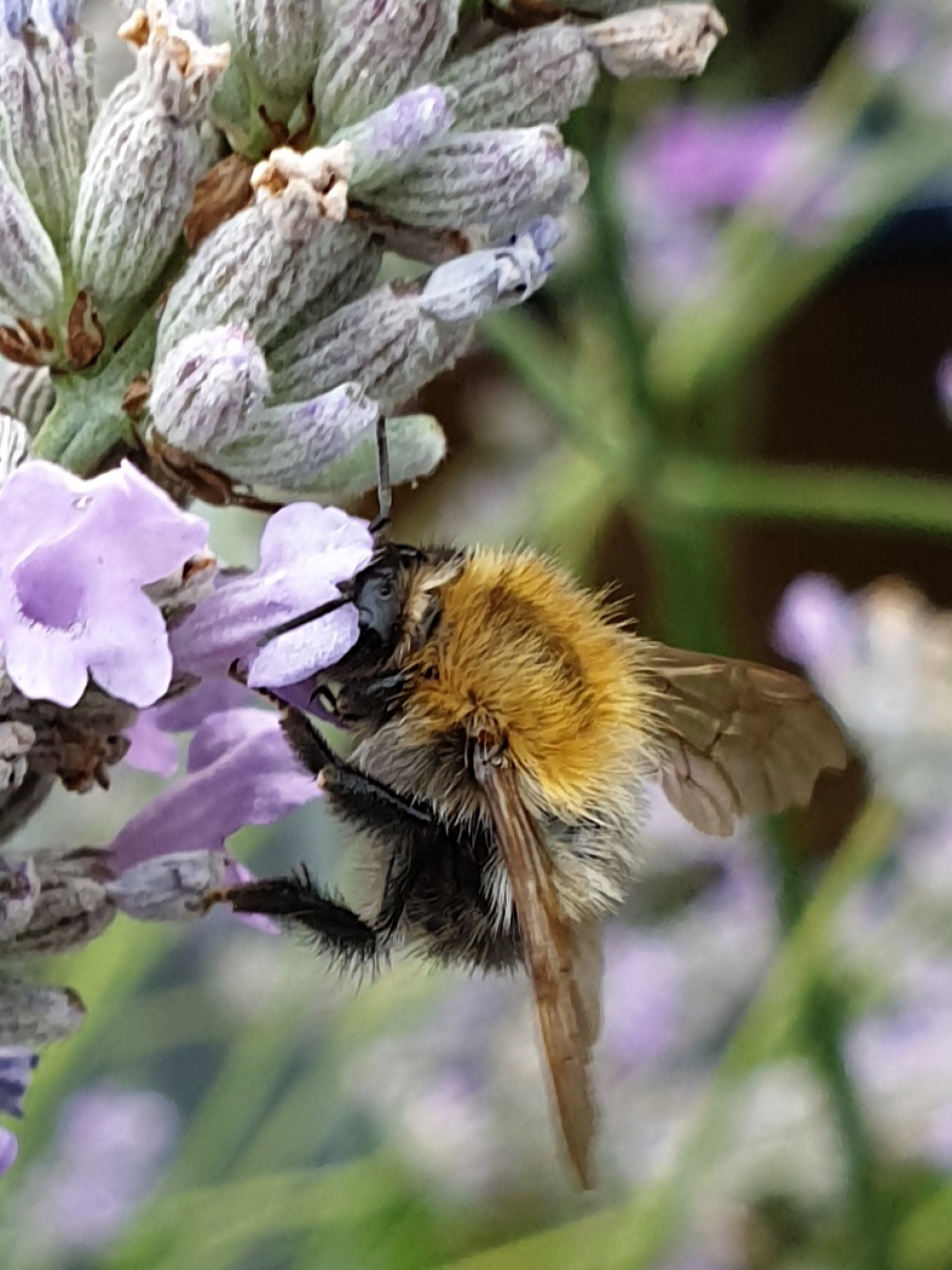 Zijdebij - Geleedpotigen - Zijdebij