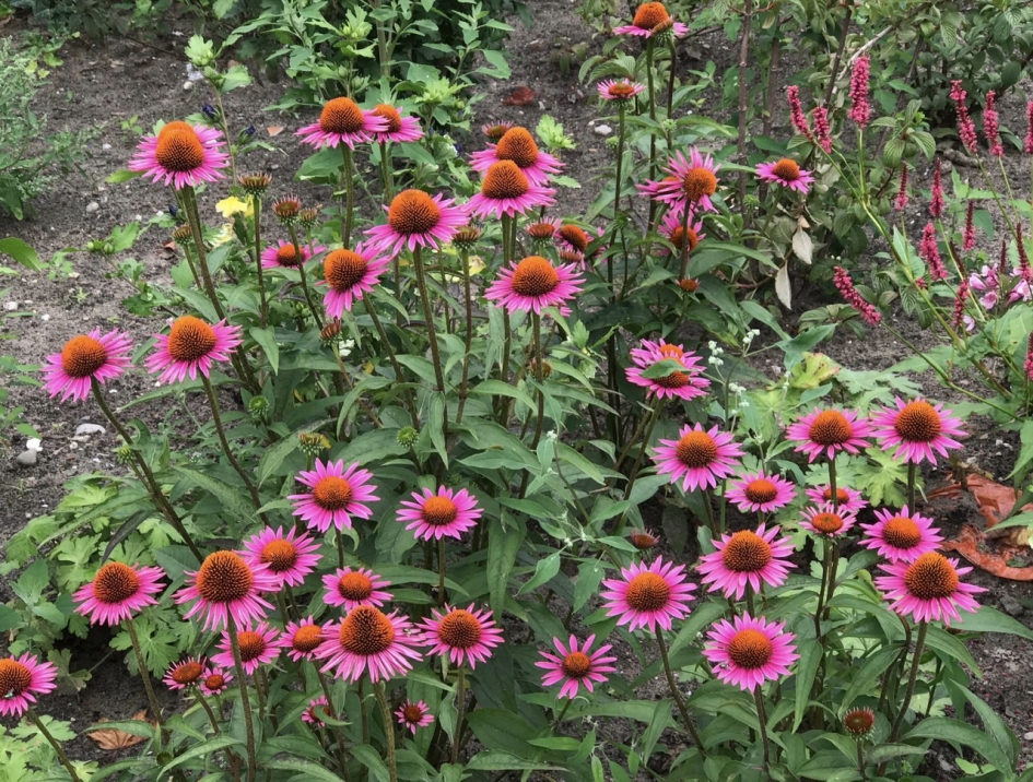 Zonnehoed - Planten - 