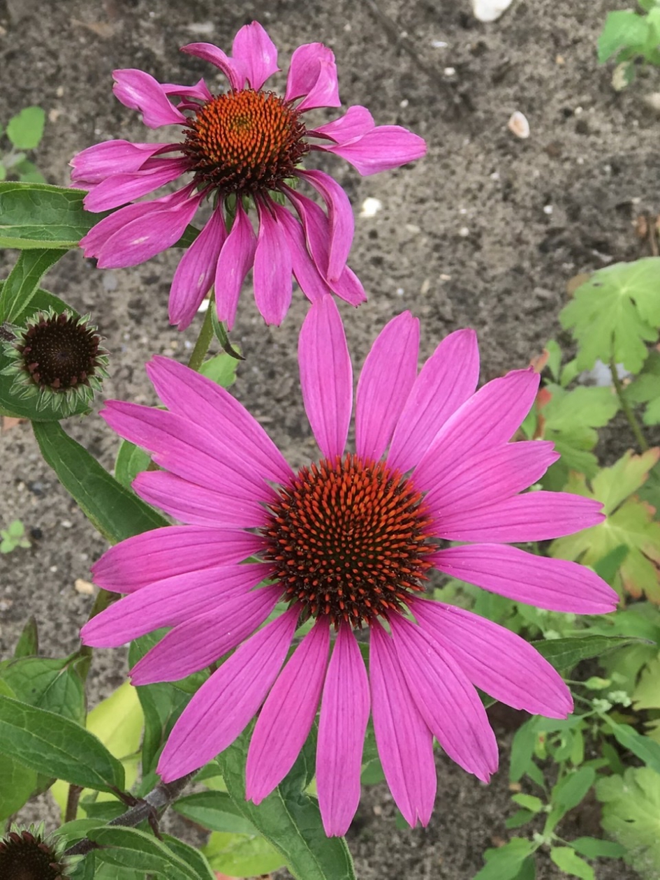 Zonnehoed - Planten - 