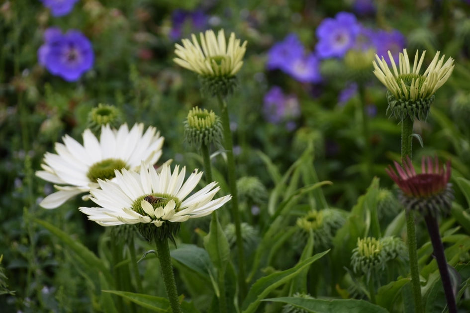 Zonnehoed - Planten - 