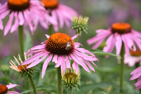 Zonnehoed met bezoek