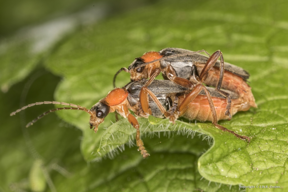 Zwart soldaatje (Cantharis lateralis) - Geleedpotigen - Zwart soldaatje