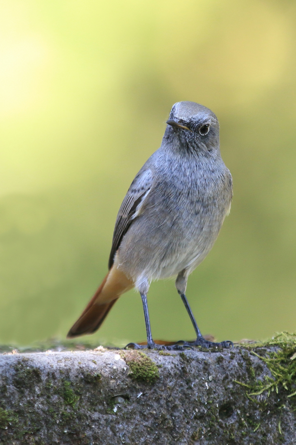 zwarte roodstaart -v- - Vogels - zwarte roodstaart