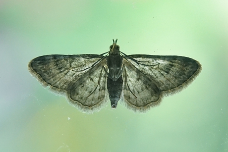 Zwartkamdwergspanner