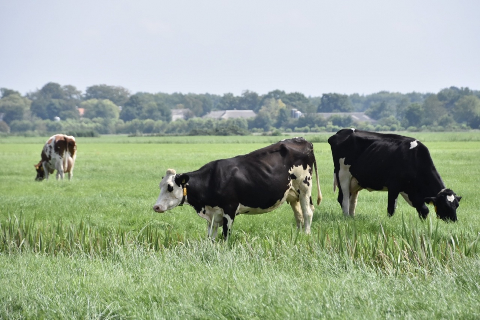 Zwart/wit - Zoogdieren - 