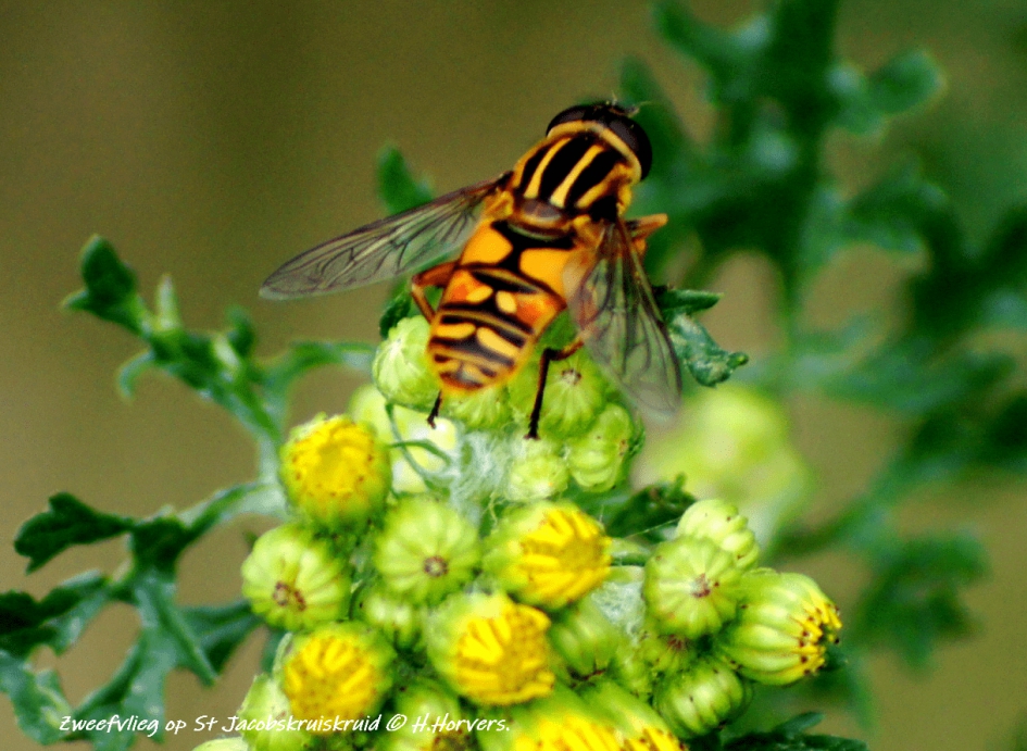 Zweefvlieg op St Jacobskruiskruid. - Geleedpotigen - Zweefvlieg op St Jacobskruiskruid.