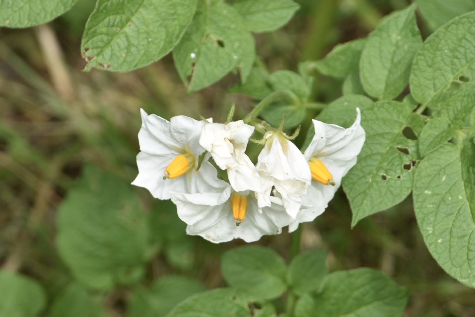 Aardappel bloemetjes - Planten - 