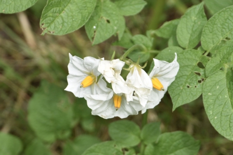 Aardappel bloemetjes