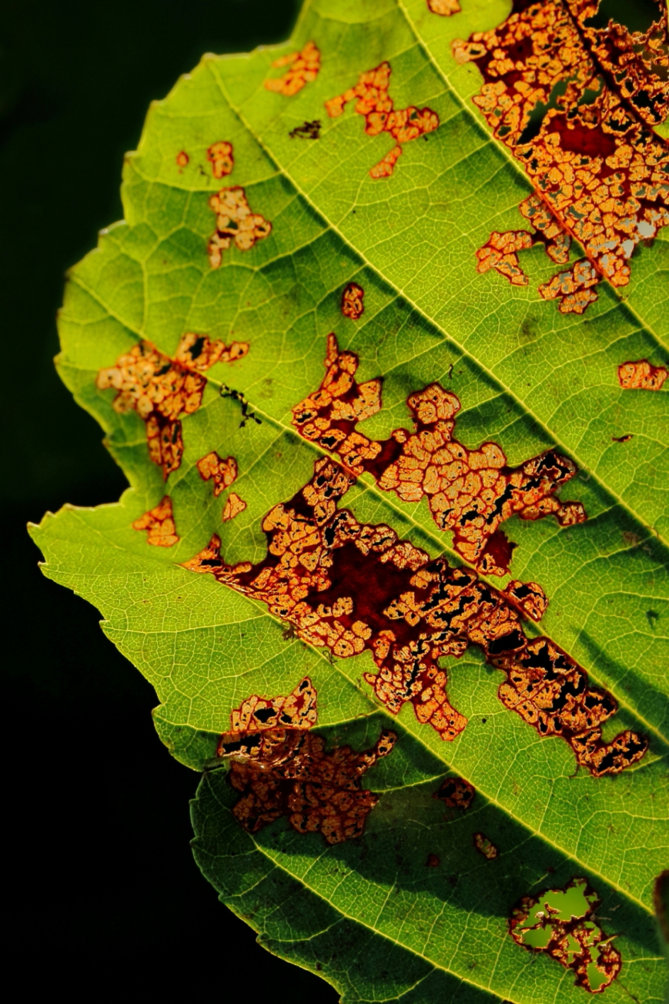 abstracte sporen - Geleedpotigen - elzenhaantje