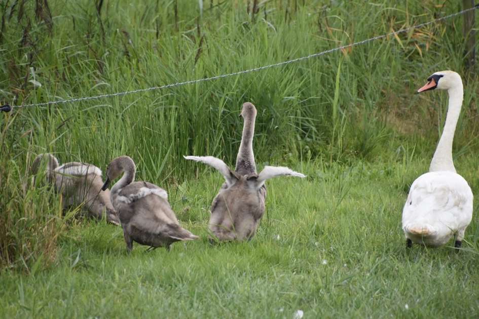 Achter pa zwaan aan - Vogels - 