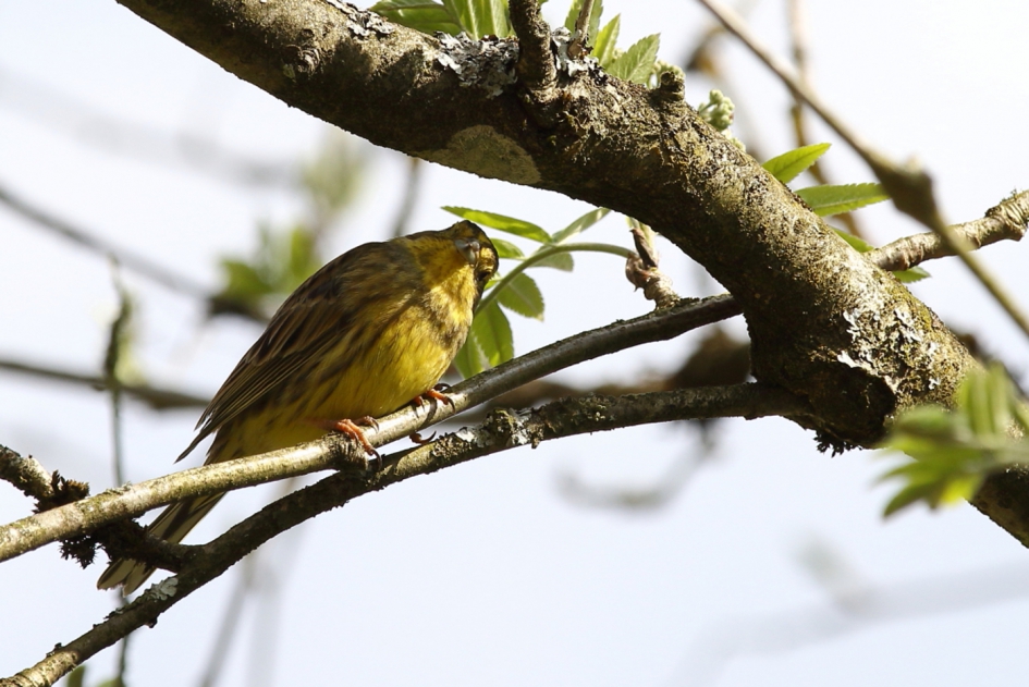afdakje - Vogels - geelgors