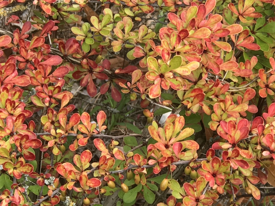 Al een beetje herfst - Planten - 