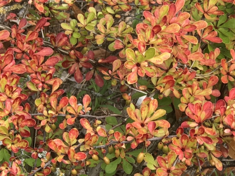 Al een beetje herfst