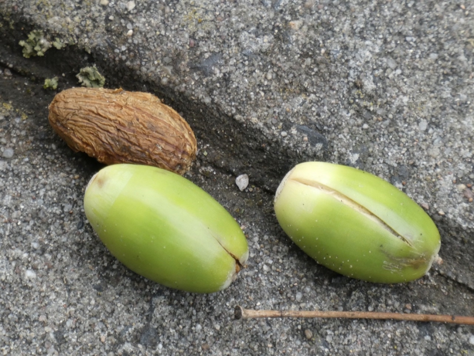 Al veel eikels gevallen - Planten - 