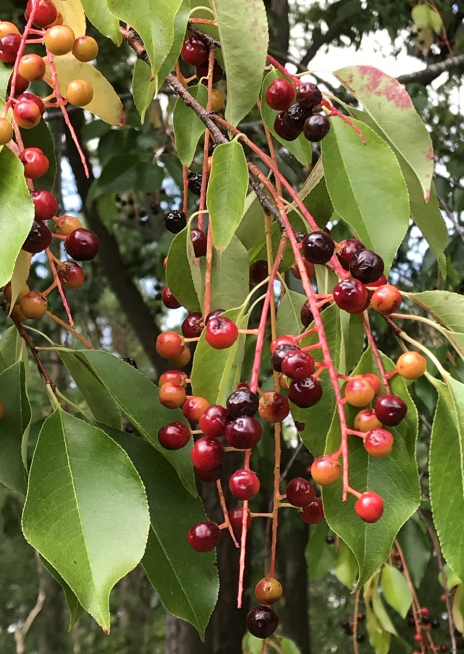 Amerikaanse Vogelkers - Planten - 