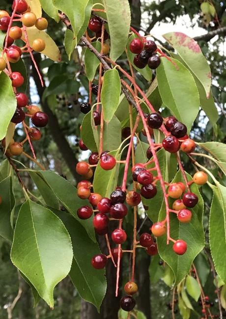 Amerikaanse Vogelkers