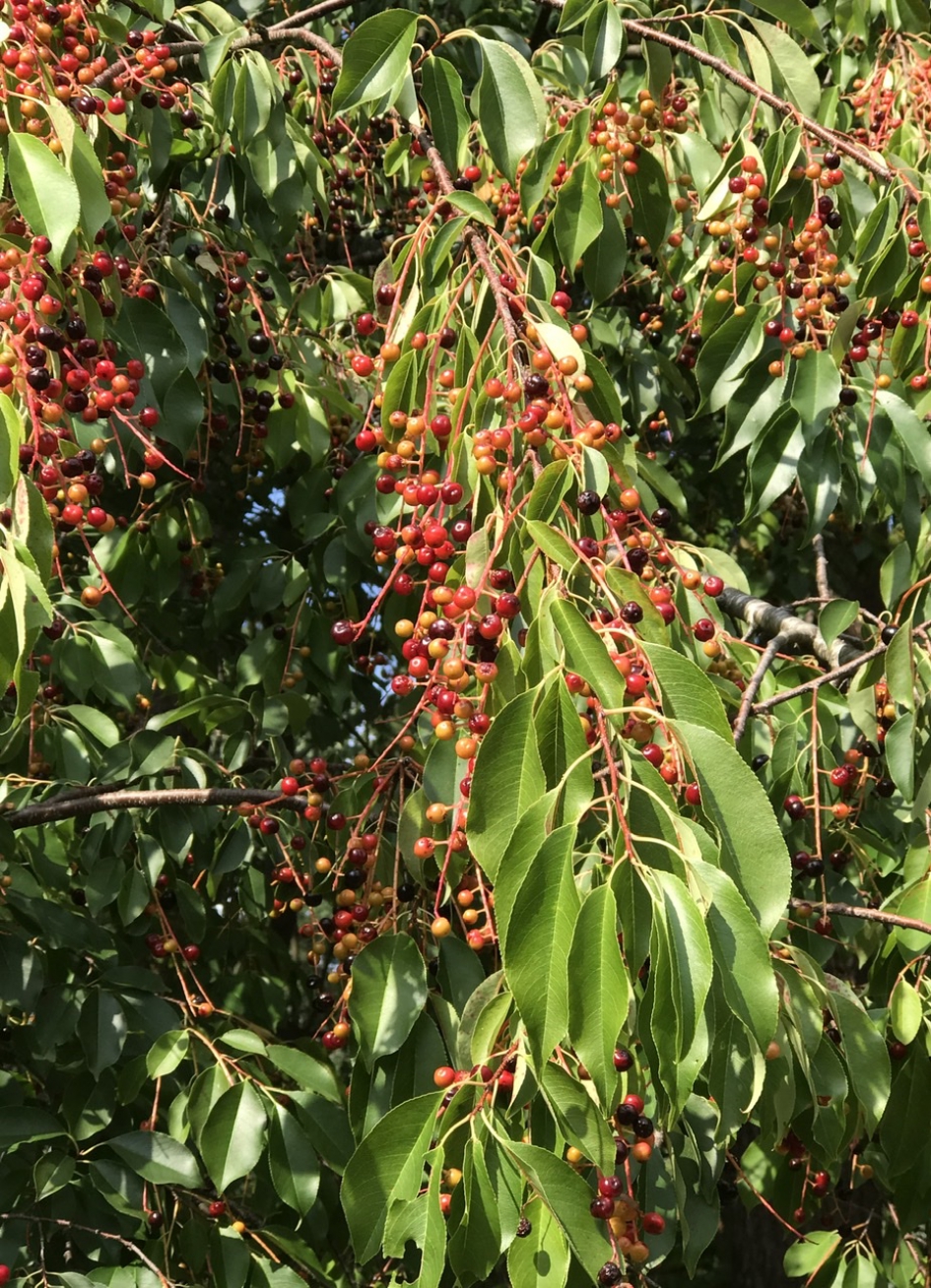 Amerikaanse Vogelkers - Planten - 