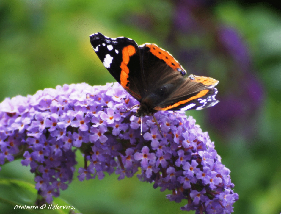 Atalanta - Geleedpotigen - Atalanta