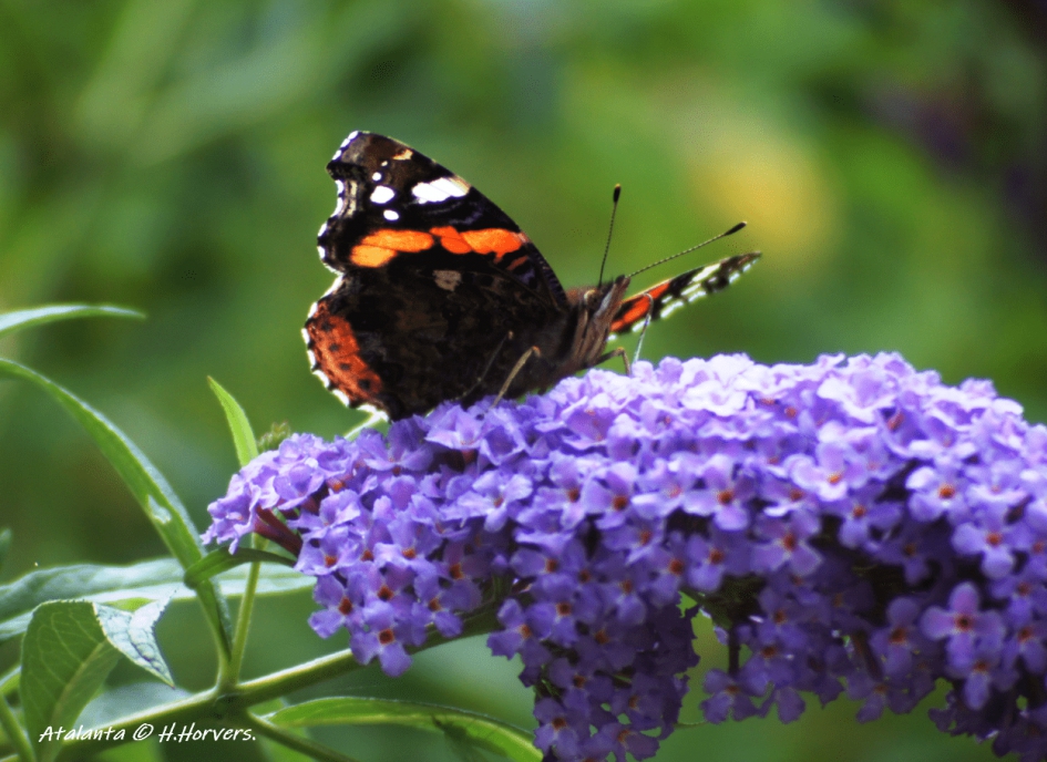 Atalanta - Geleedpotigen - Atalanta