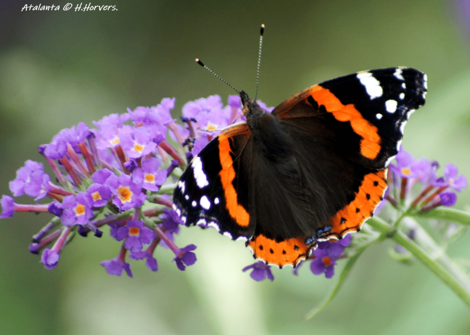 Atalanta - Geleedpotigen - Atalanta