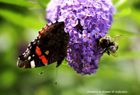 Atalanta. en Hommel.