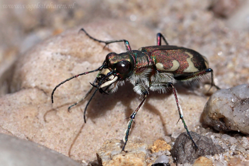 bastaardzandloopkever - Geleedpotigen - bastaardzandloopkever